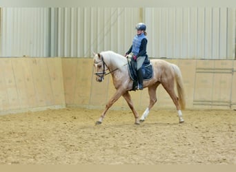 Andalusian, Gelding, 5 years, 15.2 hh, Palomino