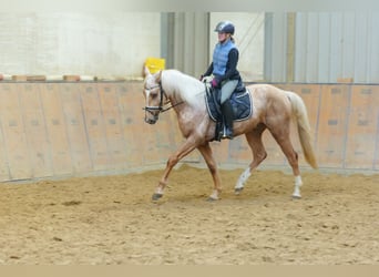 Andalusian, Gelding, 5 years, 15.2 hh, Palomino