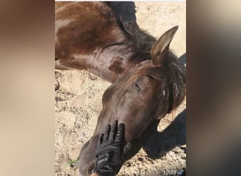 Andalusian, Gelding, 5 years, 15.3 hh, Bay-Dark