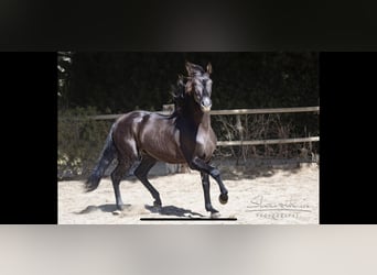 Andalusian, Gelding, 5 years, 15.3 hh, Bay-Dark