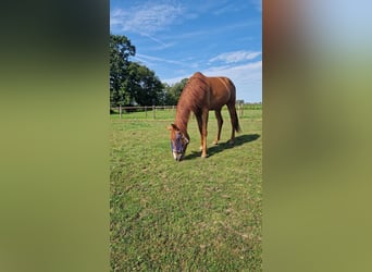 Andalusian, Gelding, 5 years, 15,3 hh, Chestnut-Red