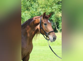 Andalusian, Gelding, 5 years, 15.3 hh, Chestnut-Red