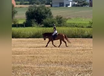 Andalusian, Gelding, 5 years, 15.3 hh, Chestnut-Red