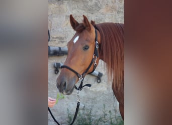 Andalusian, Gelding, 5 years, 15.3 hh, Chestnut-Red