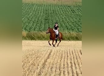 Andalusian, Gelding, 5 years, 15.3 hh, Chestnut-Red