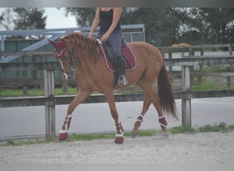 Andalusian, Gelding, 5 years, 15,3 hh, Chestnut-Red