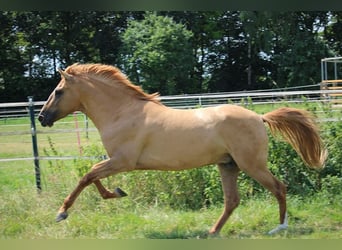 Andalusian, Gelding, 5 years, 15 hh, Chestnut-Red