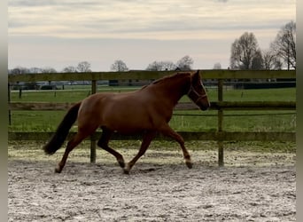 Andalusian, Gelding, 5 years, 15 hh, Chestnut-Red