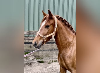Andalusian, Gelding, 5 years, 15 hh, Chestnut-Red
