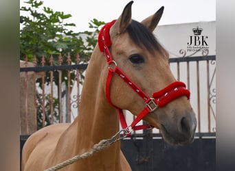 Andalusian, Gelding, 5 years, 15 hh, Dun