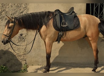 Andalusier, Wallach, 5 Jahre, 15 hh, Falbe