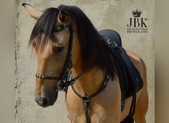 Andalusier, Wallach, 5 Jahre, 15 hh, Falbe