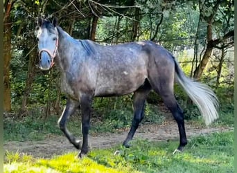 Andalusian, Gelding, 5 years, 15 hh, Gray-Dark-Tan