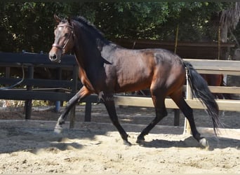 Andalusian, Gelding, 5 years, 15,1 hh, Bay-Dark