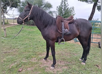 Andalusian, Gelding, 5 years, 15,1 hh, Black