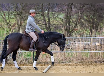 Andalusian, Gelding, 5 years, 15,1 hh, Black
