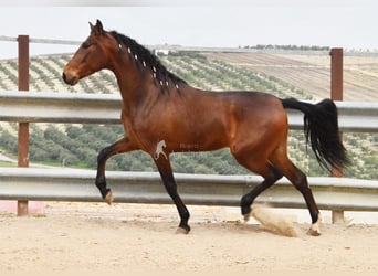 Andalusian, Gelding, 5 years, 15,1 hh, Brown