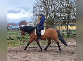 Andalusian Mix, Gelding, 5 years, 15,1 hh, Brown