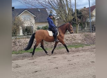 Andalusian Mix, Gelding, 5 years, 15,1 hh, Brown