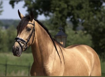Andalusian, Gelding, 5 years, 15,1 hh, Buckskin