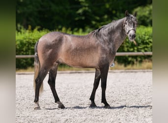 Andalusian, Gelding, 5 years, 15,1 hh, Gray-Blue-Tan