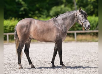 Andalusian, Gelding, 5 years, 15,1 hh, Gray-Blue-Tan