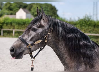 Andalusian, Gelding, 5 years, 15,1 hh, Gray-Blue-Tan