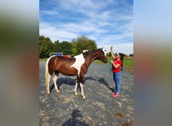 Andalusian, Gelding, 5 years, 15,1 hh, Pinto