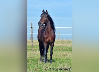 Andalusian, Gelding, 5 years, 15,1 hh, Smoky-Black