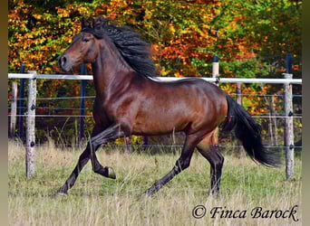Andalusian, Gelding, 5 years, 15,1 hh, Smoky-Black