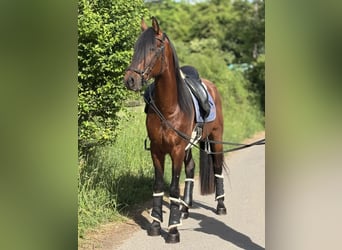Andalusian, Gelding, 5 years, 15,2 hh, Brown