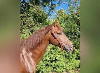 Andalusian, Gelding, 5 years, 15,2 hh, Chestnut-Red