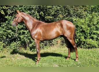 Andalusian, Gelding, 5 years, 15,2 hh, Chestnut-Red