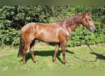 Andalusian, Gelding, 5 years, 15,2 hh, Chestnut-Red