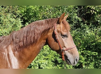 Andalusian, Gelding, 5 years, 15,2 hh, Chestnut-Red