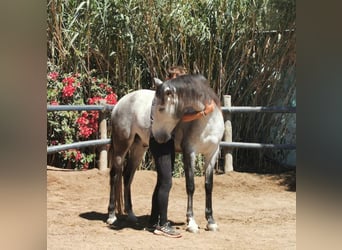 Andalusian, Gelding, 5 years, 15,2 hh, Gray
