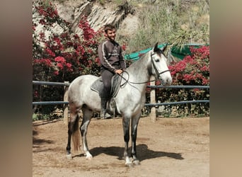Andalusian, Gelding, 5 years, 15,2 hh, Gray