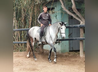 Andalusian, Gelding, 5 years, 15,2 hh, Gray