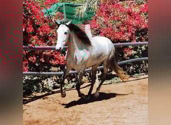 Andalusian, Gelding, 5 years, 15,2 hh, Gray