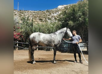 Andalusian, Gelding, 5 years, 15,2 hh, Gray