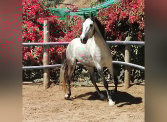Andalusian, Gelding, 5 years, 15,2 hh, Gray