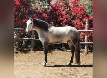 Andalusian, Gelding, 5 years, 15,2 hh, Gray