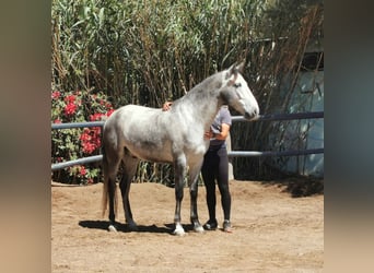 Andalusian, Gelding, 5 years, 15,2 hh, Gray