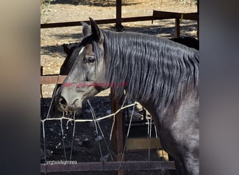 Andalusier, Wallach, 5 Jahre, 16,1 hh, Rappe