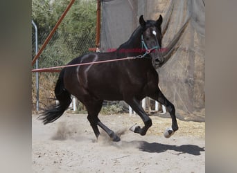 Andalusier, Wallach, 5 Jahre, 16,1 hh, Rappe