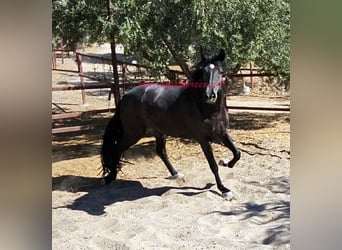 Andalusier, Wallach, 5 Jahre, 16,1 hh, Rappe