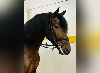 Andalusian, Gelding, 5 years, 16.1 hh, Brown