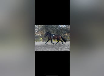 Andalusian, Gelding, 5 years, 16,1 hh, Brown