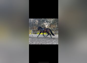 Andalusian, Gelding, 5 years, 16,1 hh, Brown