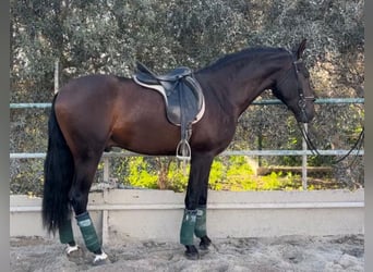 Andalusian, Gelding, 5 years, 16,1 hh, Brown